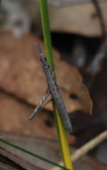 Vandiemenella viatica