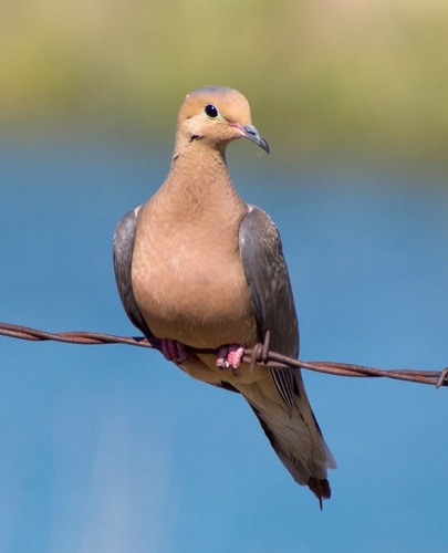 Mourning Dove photographed in Utah