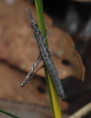 Vandiemenella viatica