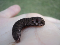 Deilephila porcellus