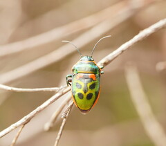 Scutiphora pedicellata