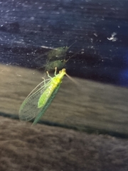 Apertochrysa edwardsi