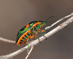 Scutiphora pedicellata