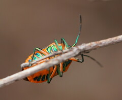 Scutiphora pedicellata