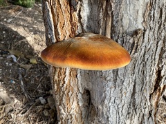Inonotus