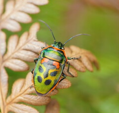 Scutiphora pedicellata