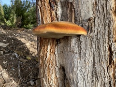 Inonotus