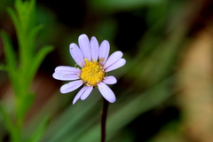 Afroaster serrulatus
