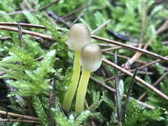 Mycena subviscosa