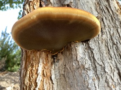 Inonotus