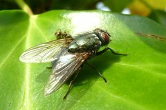 Eudasyphora cyanella