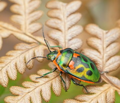Scutiphora pedicellata