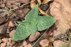 Ledebouria ovatifolia