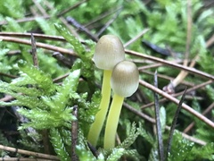 Mycena subviscosa