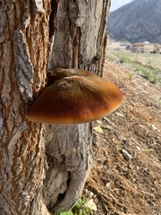 Inonotus