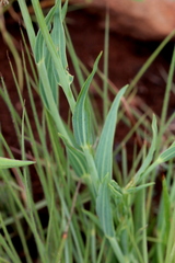 Afroaster serrulatus