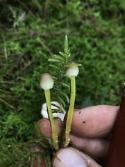 Mycena subviscosa