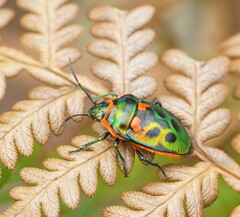 Scutiphora pedicellata