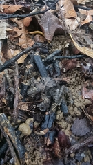 Limnonectes malesianus