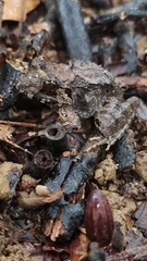 Limnonectes malesianus