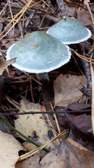 Stropharia