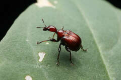 Compsapoderus