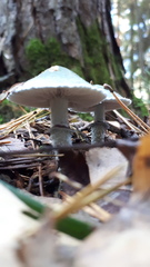 Stropharia