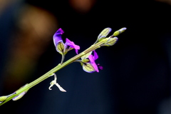 Polygala uncinata