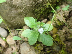 Mazus goodenifolius