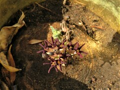 Ceropegia mafekingensis
