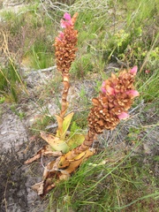 Satyrium carneum
