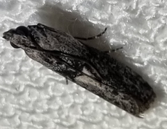 Sciota melanostyla