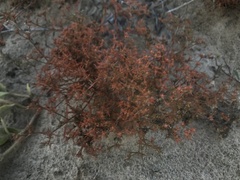 Polypremum procumbens