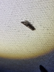 Sciota melanostyla