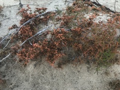 Polypremum procumbens