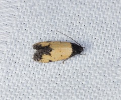 Tyrolimnas anthraconesa