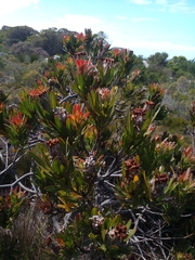 Protea lepidocarpodendron