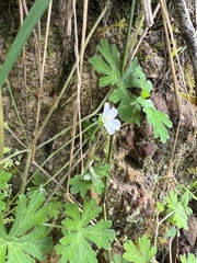 Geranium homeanum
