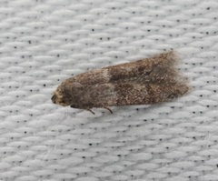 Blastobasis divulgata