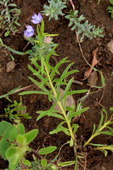 Rotheca hirsuta