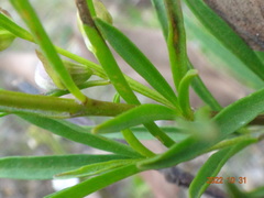 Prostanthera nivea