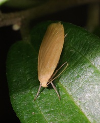 Danielithosia immaculata