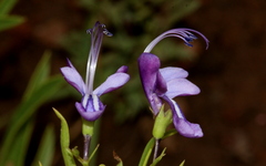 Rotheca hirsuta