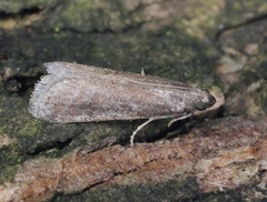 Ectomyelois ceratoniae