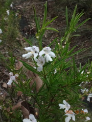 Prostanthera nivea