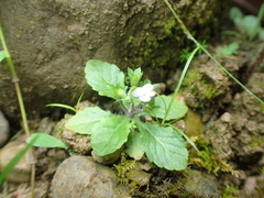Mazus goodenifolius