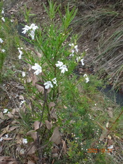 Prostanthera nivea