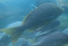 Lethrinus nebulosus