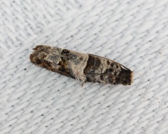 Gypsonoma distincta