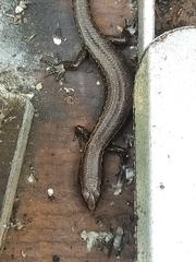 Oligosoma aeneum